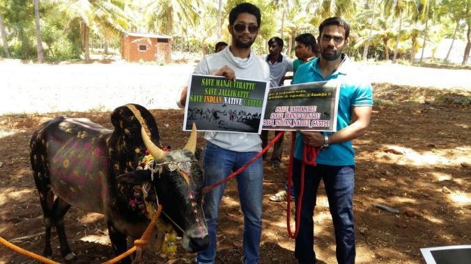 With Pulikulam breed and an effort to promote and save jallikattu